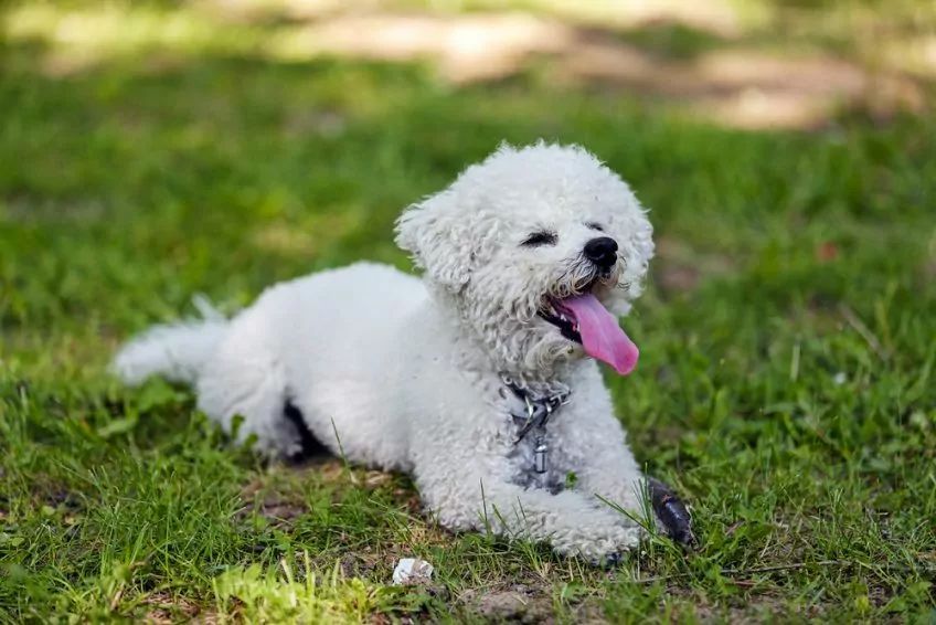 bichon frise na trawie