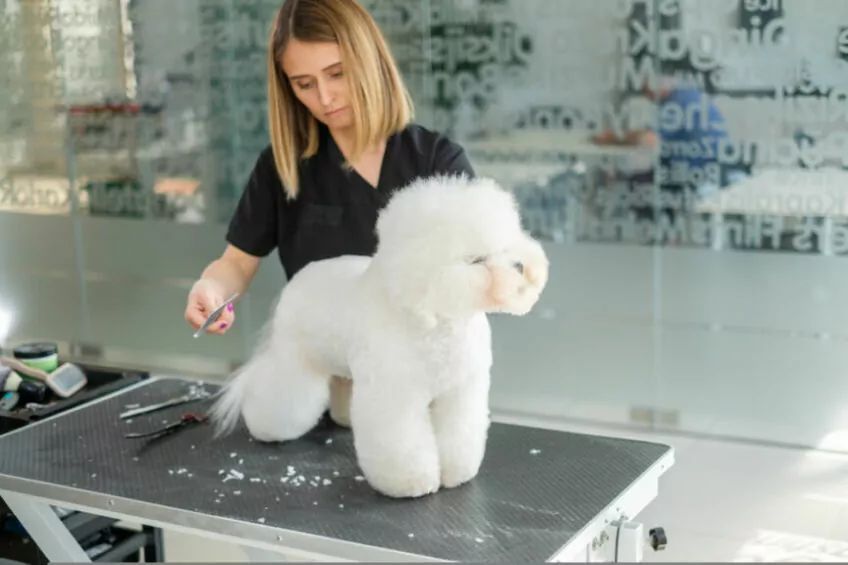 bichon frise