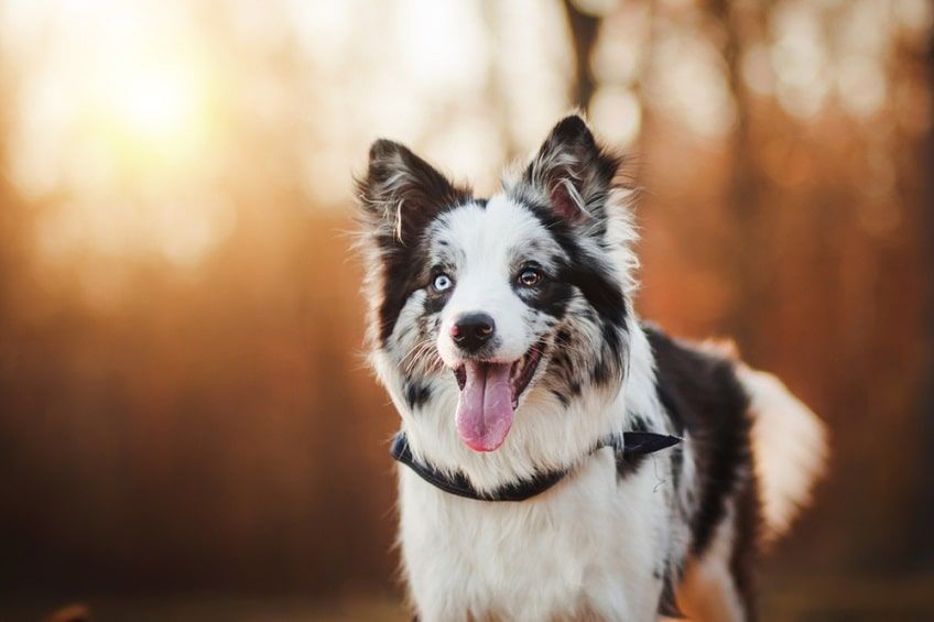blue merle border collie(1)-min.jpg