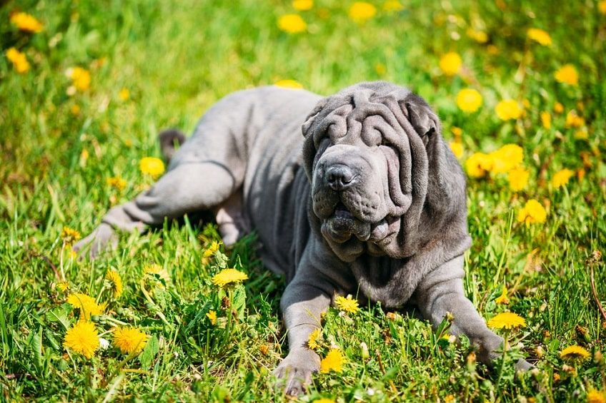 blue shar pei-min.jpg