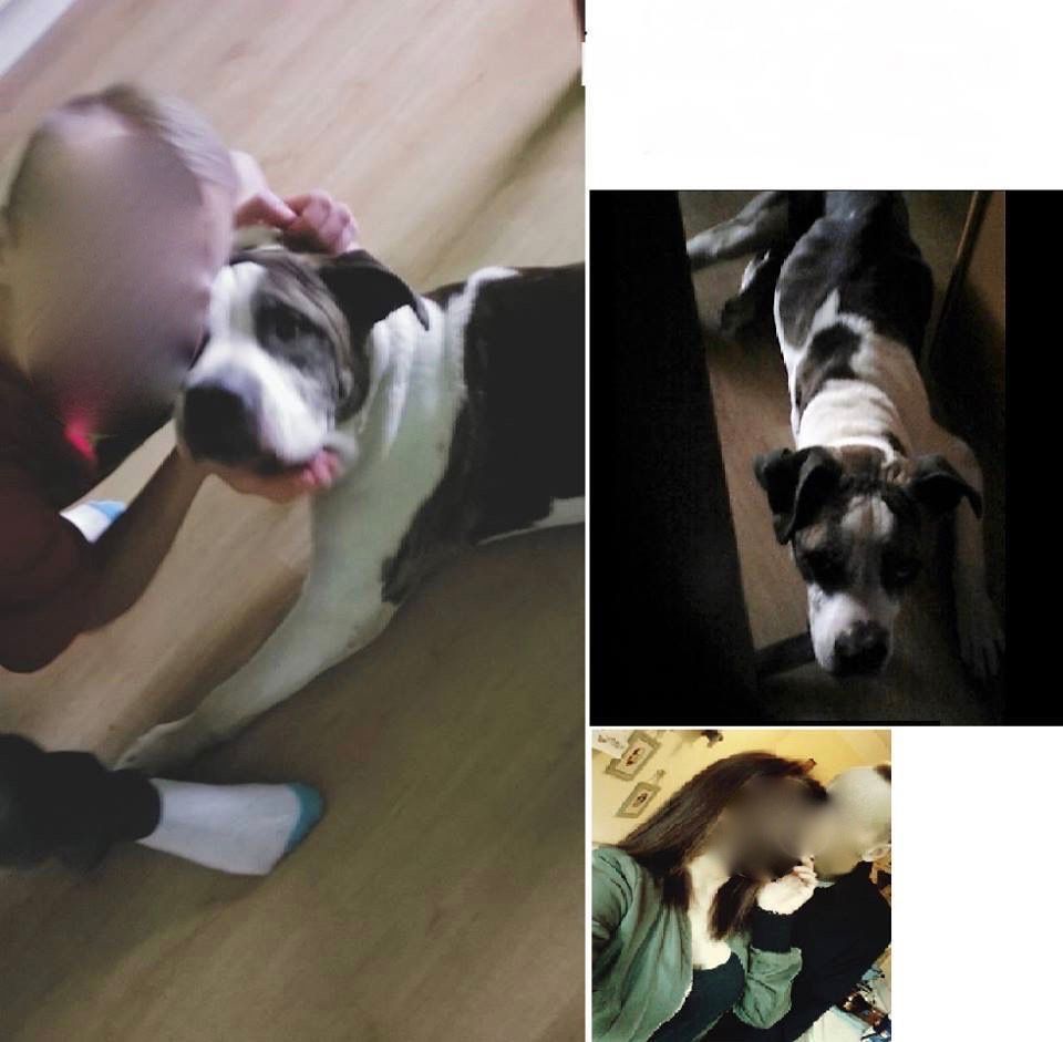 Zdjęcia psa zaraz po adopcji