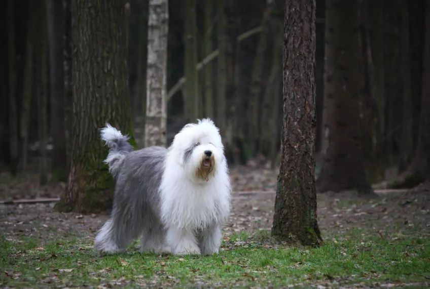 Bobtail stojący na tle lasu