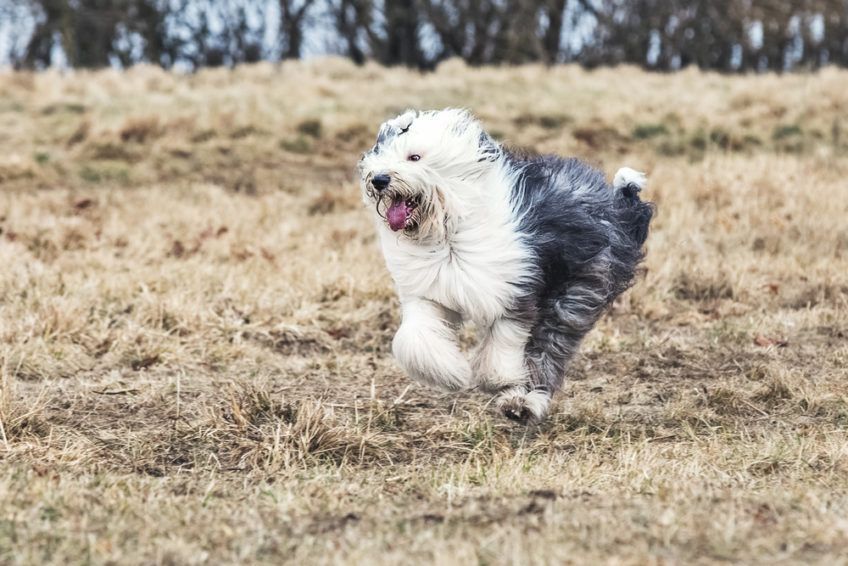 Bobtail w galopie po suchej trawie