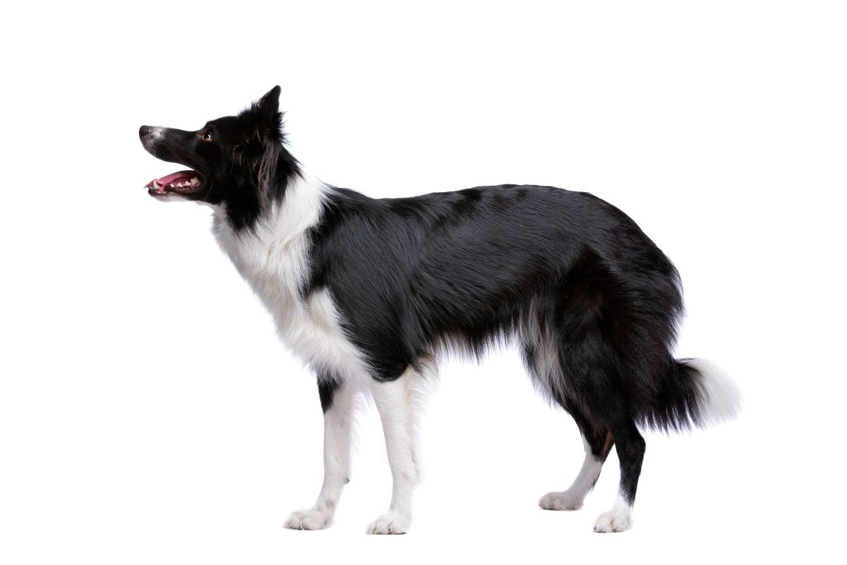 border collie