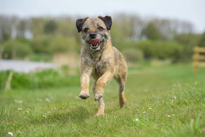 Border terrier biegnący po trawie