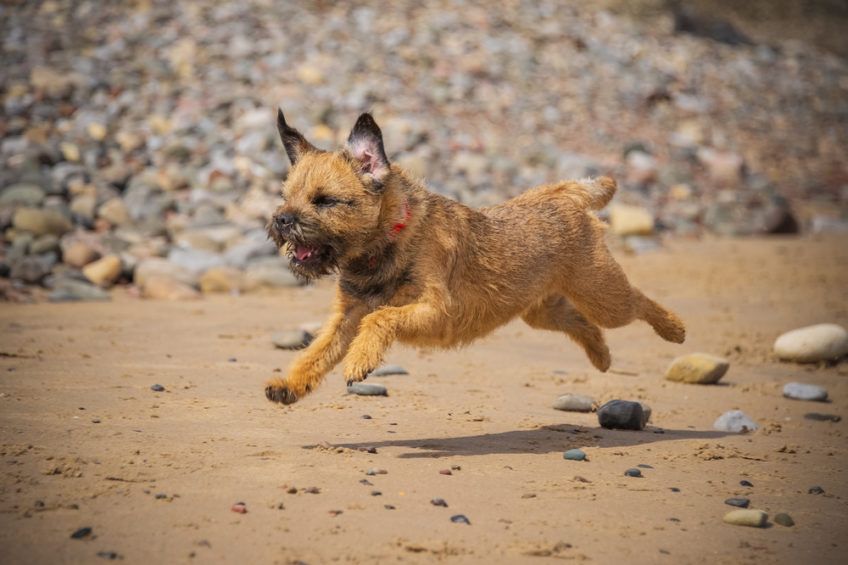 Border terrier w galopie po plaży