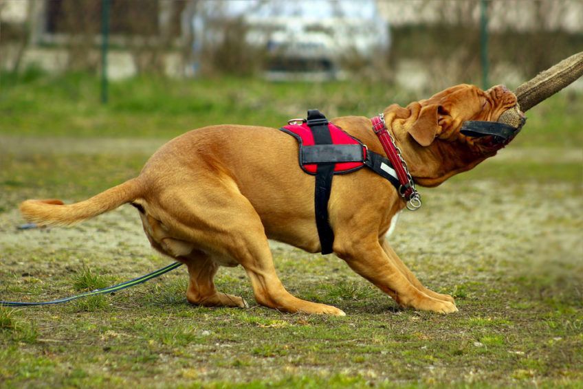 Dog z Bordeaux na szkoleniu obronnym