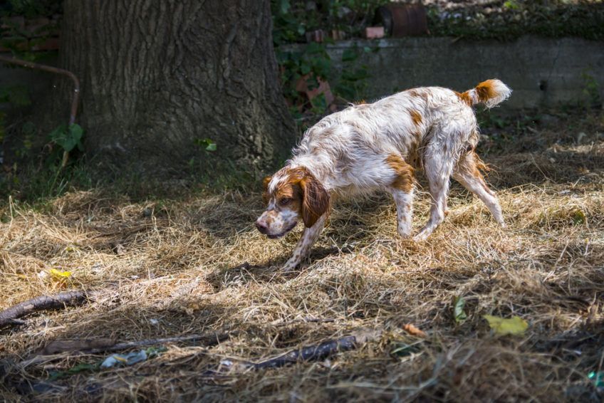 Spaniel bretoński idący za tropem