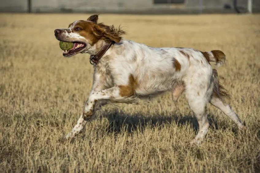Spaniel bretoński aportujący piłeczkę