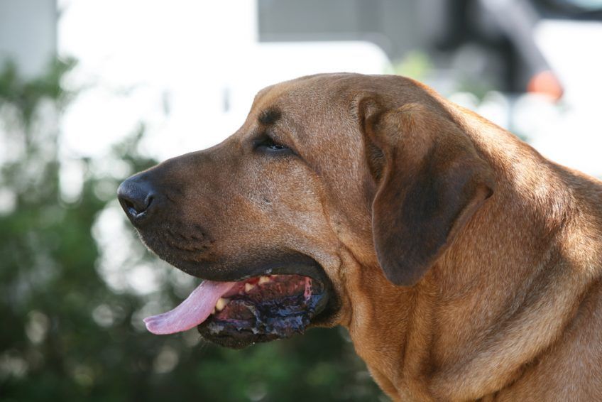 Głowa broholmera z profilu