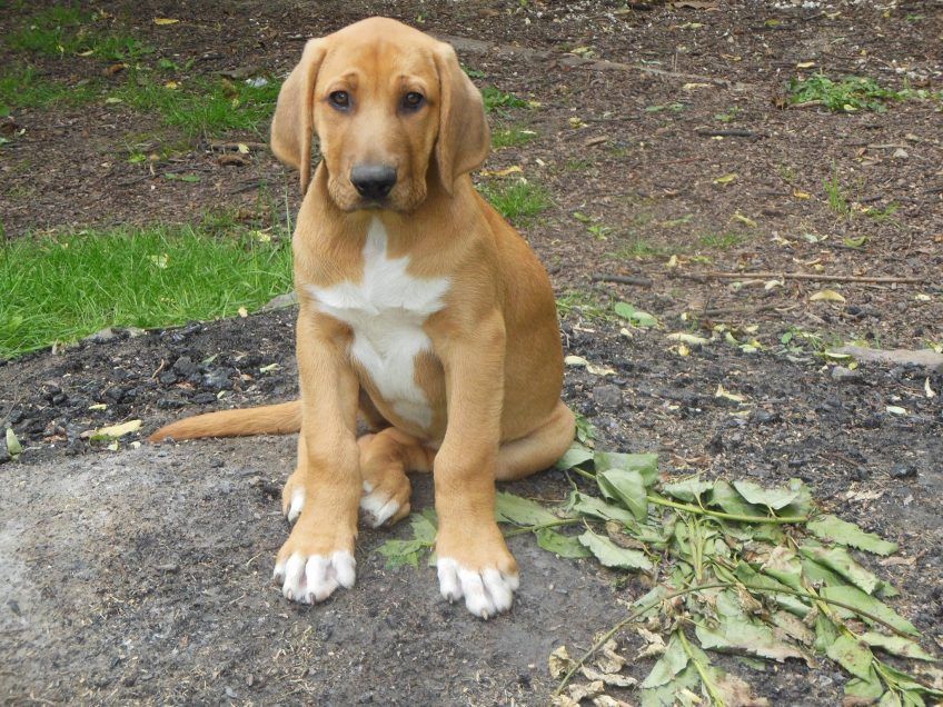 Siedzący szczeniaczek broholmera