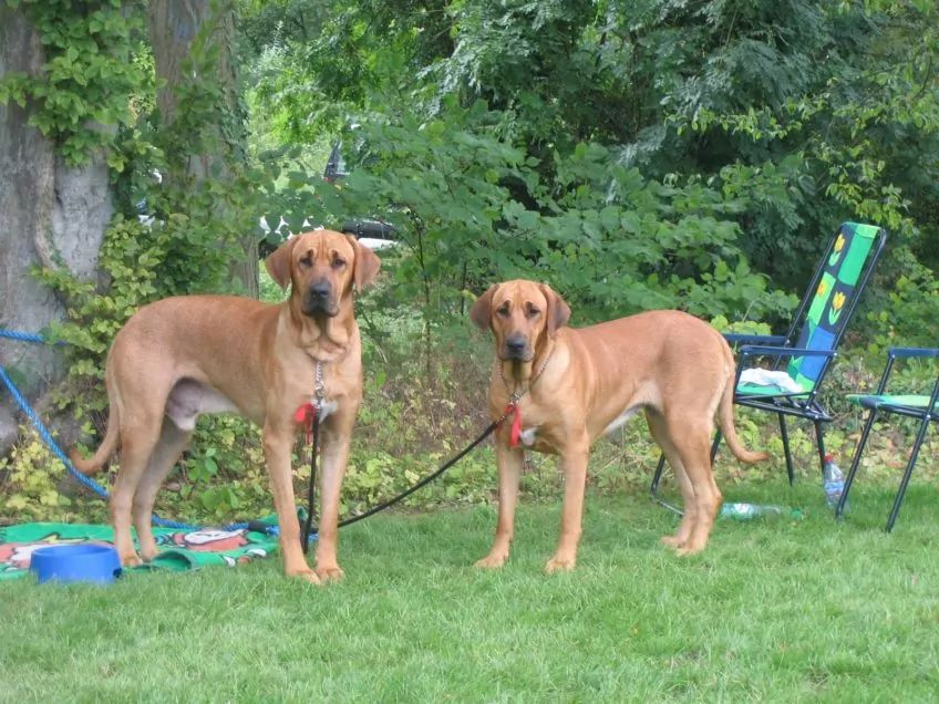 Młode pies i suczka brohomlera stojące na trawie