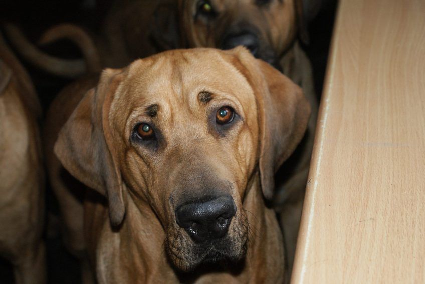 Portret suczki brohomlera