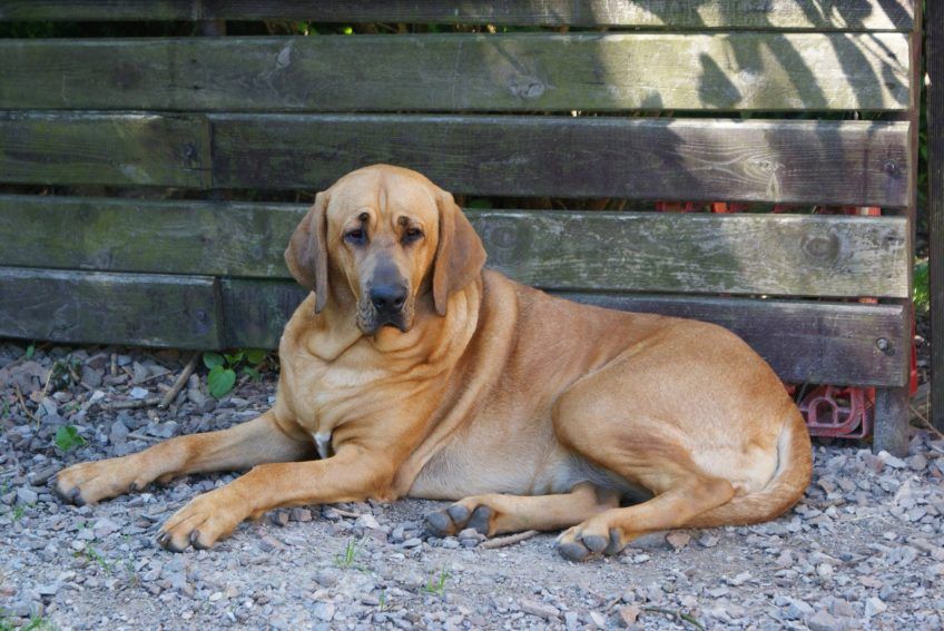 Leżący pod płotem zrelaksowany brohomler