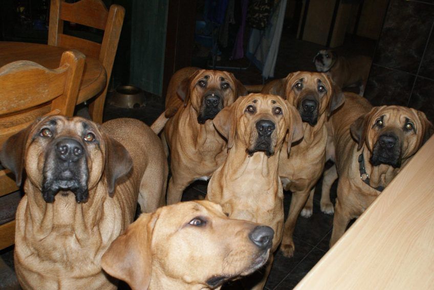 Stado broholmerów w pomieszczeniu patrzy z zainteresowaniem na fotografa
