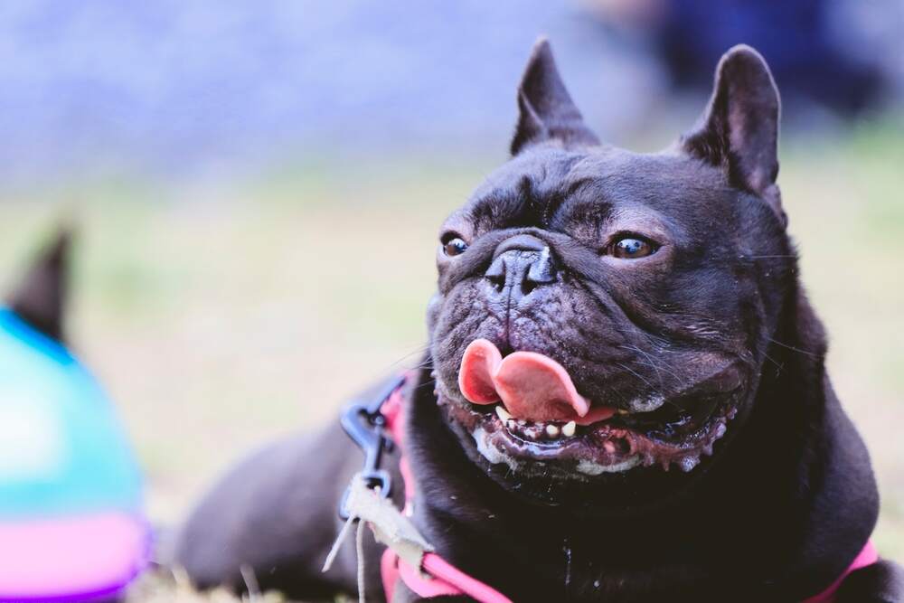 buldog francuski syndrom brachycefaliczny (1).jpg