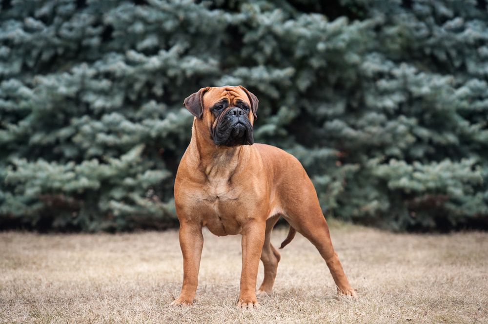 bullmastiff 4.jpg
