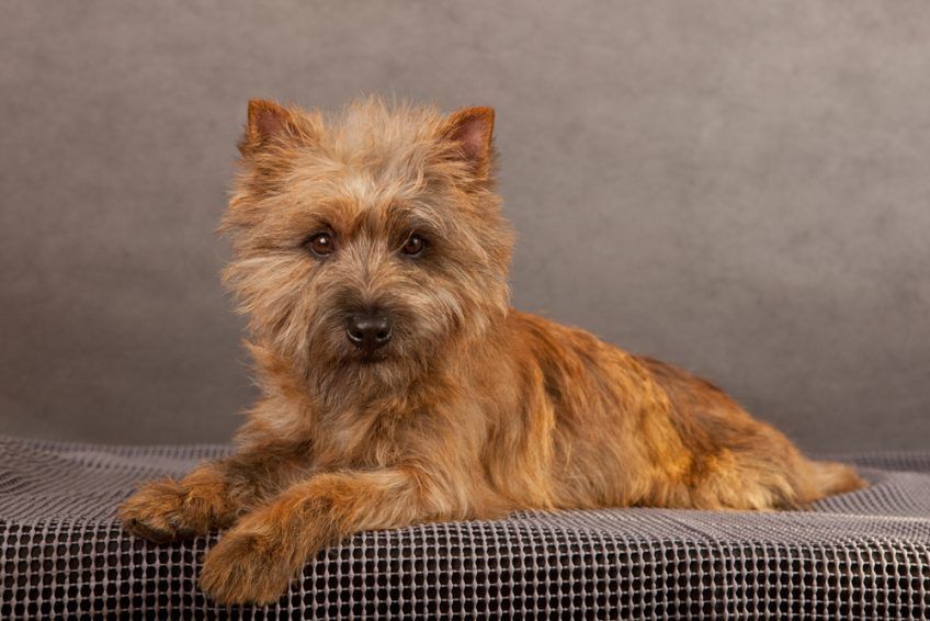 Cairn terrier pozujący w studio
