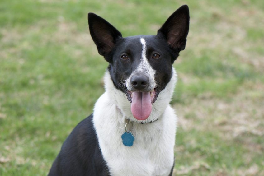 Portret czarno-białego canaan doga w tzw. typie collie
