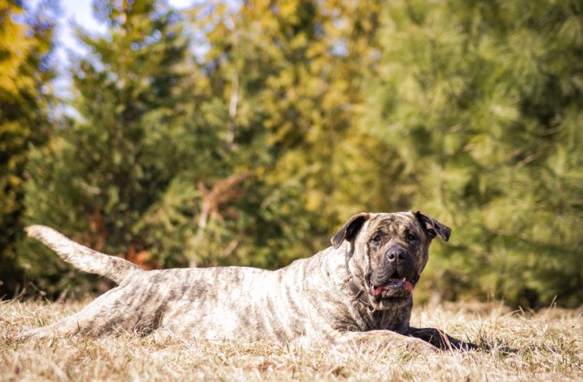 Dog kanaryjski leżący na pożółkłej trawie