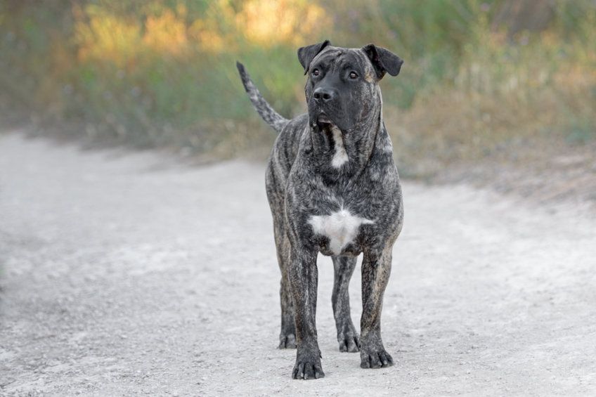 Młody dog kanaryjski stojący na drodze