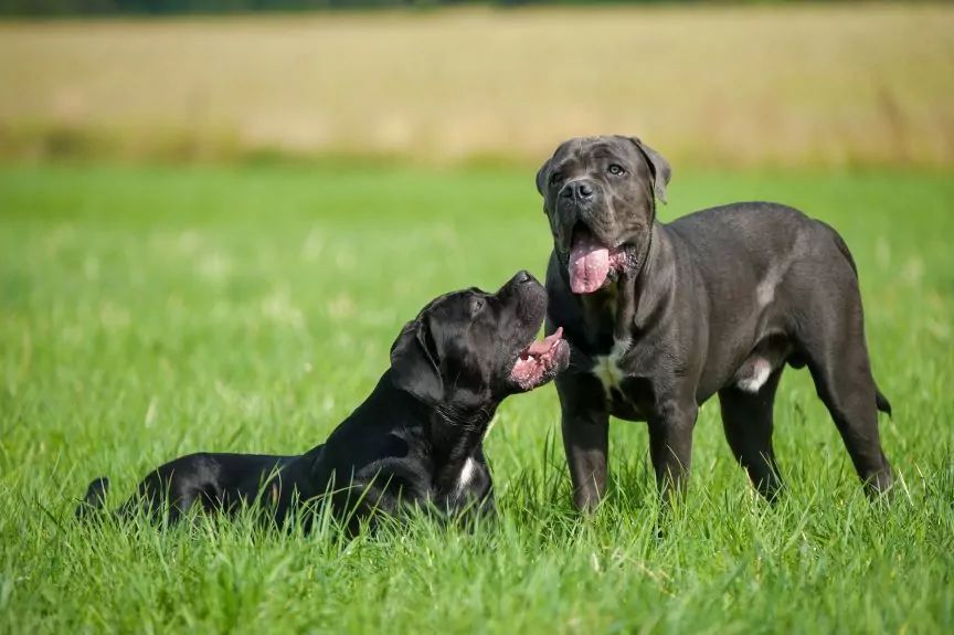Dwa cane corso italiano na łące