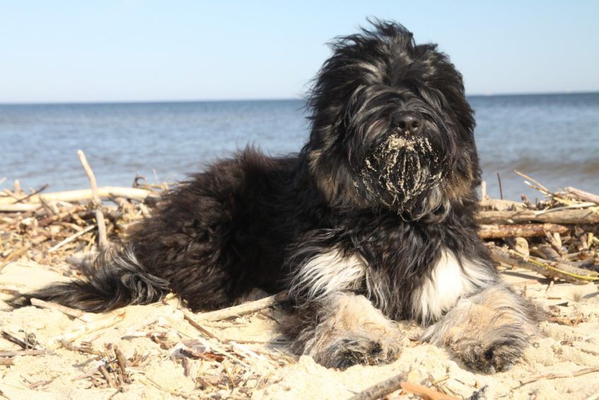 Owczarek portugalski leży na plaży