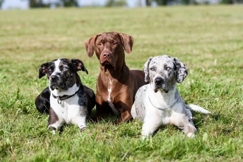 Trzy catahoule leżące na trawie