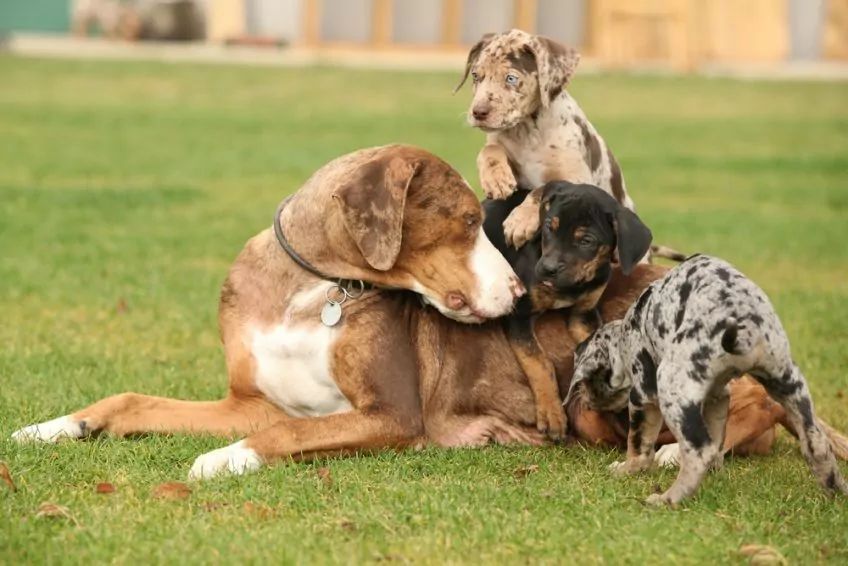 Suka catahoula ze szczeniętami
