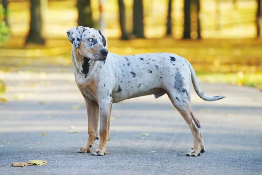 Stojący na chodniku catahoula
