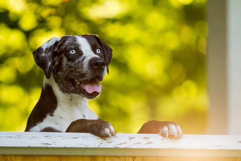 Zaglądający przez płot catahoula o niebieskich oczach