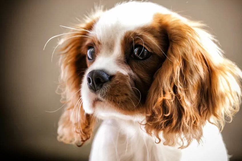cavalier king charles spaniel