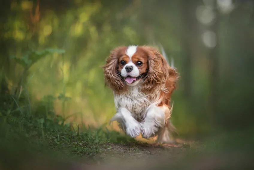 cavalier king charles spaniel