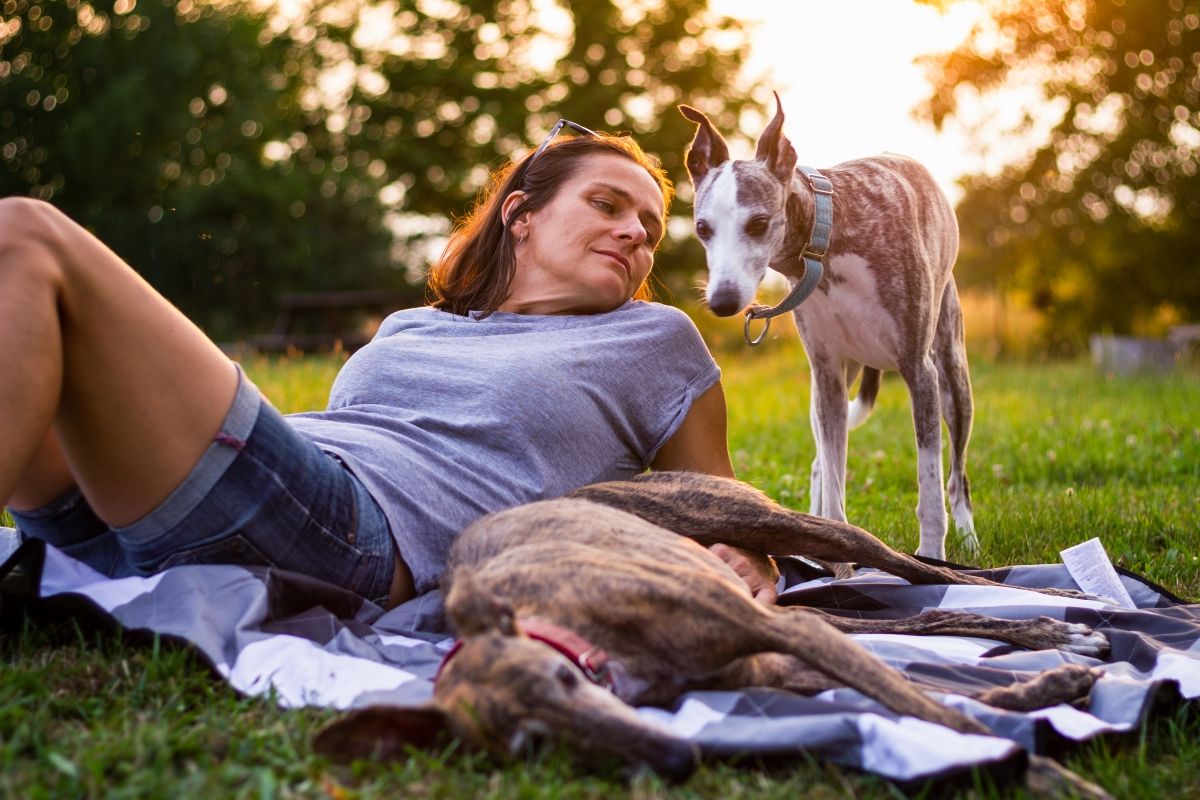 chart hiszpański i opiekun