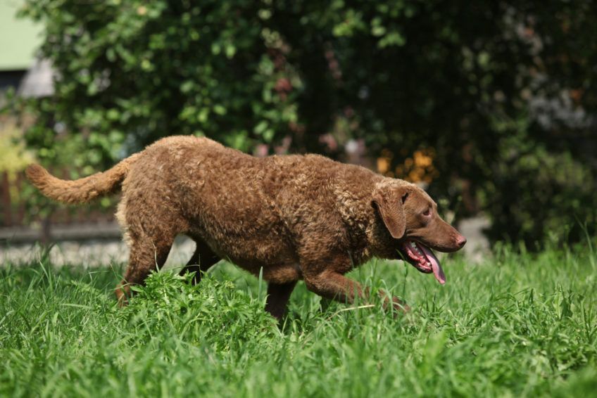 Chesapeake bay retriever idący przez trawę