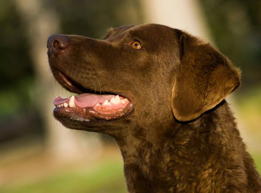 Portret czekoladowego chesapeake bay retrievera