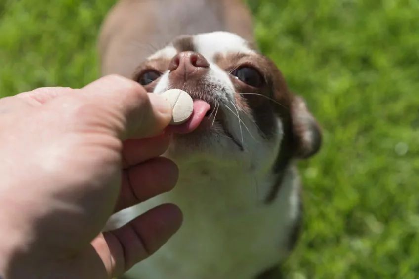 chihuahua i tabletka