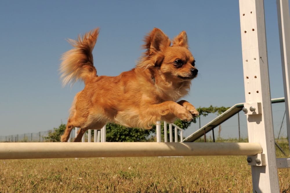 chihuahua