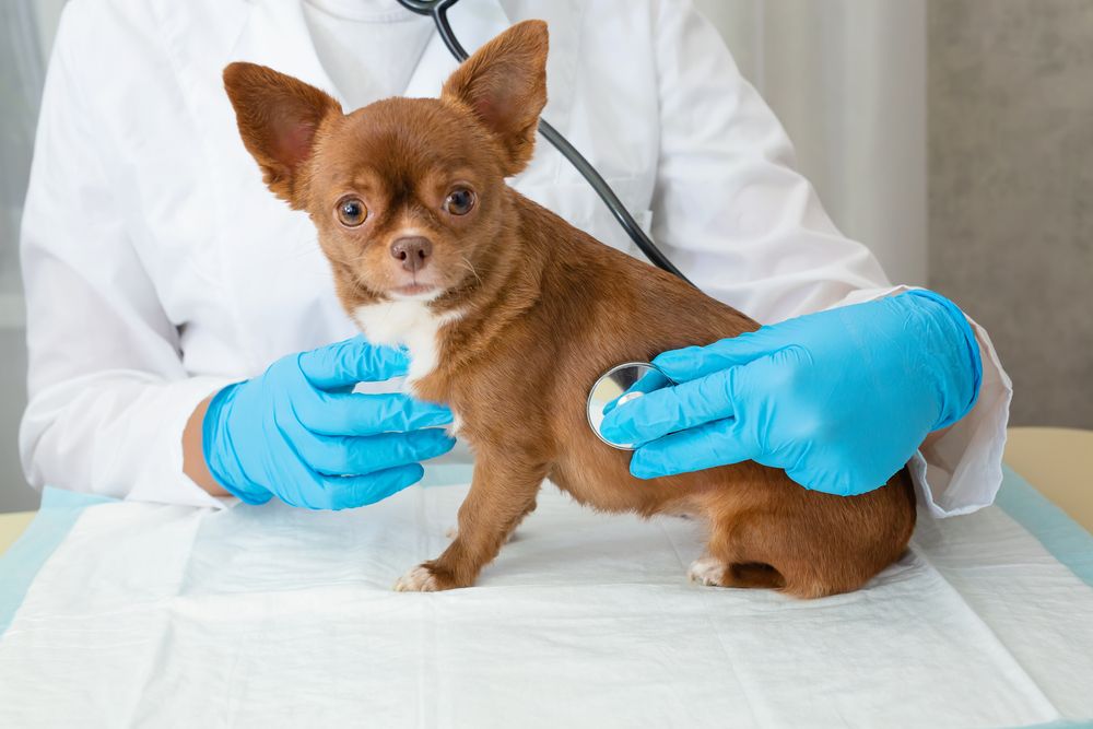 chihuahua u weterynarza