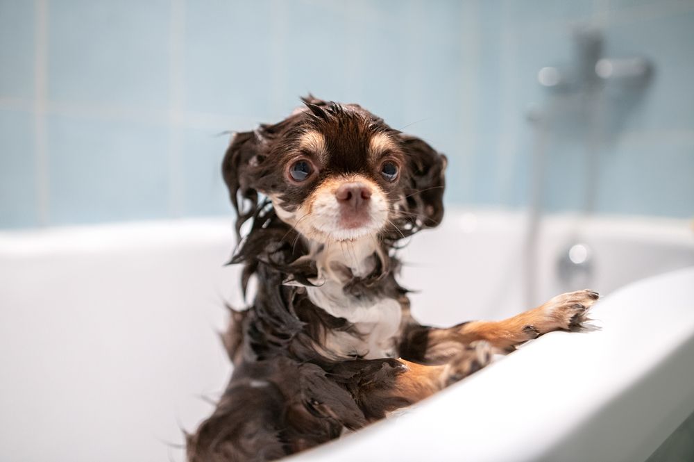 chihuahua w wannie