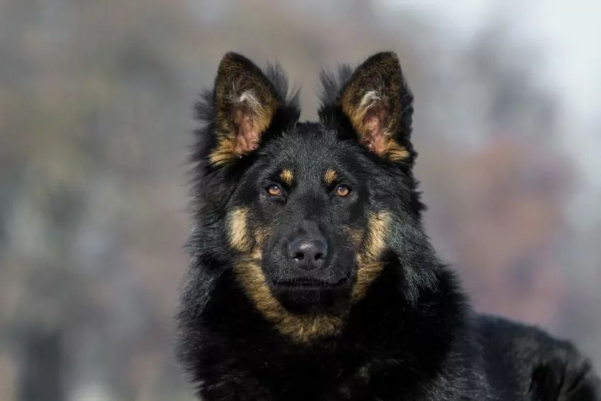 Portret chodiaka o ciemnej masce