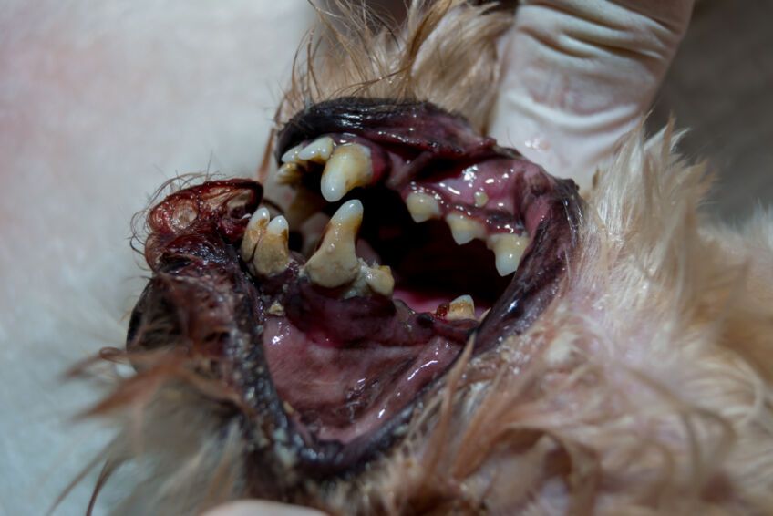 choroby zębów u psów