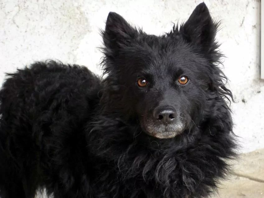 Portret owczarka chorwackiego