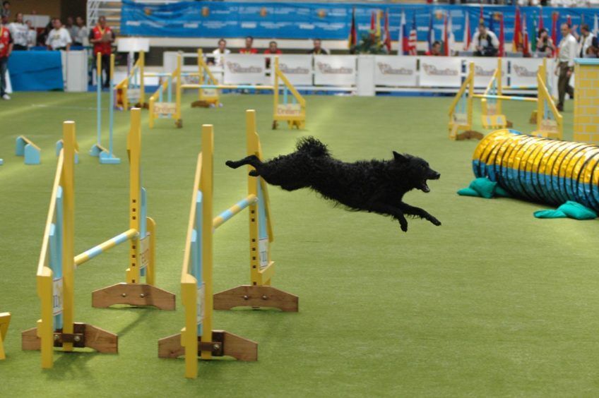 Owczarek chorwacki na zawodach agility