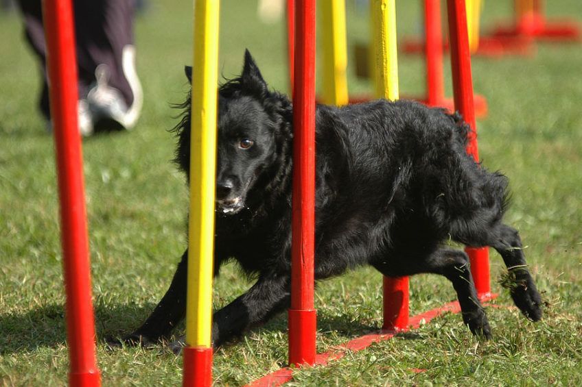 Owczarek chorwacki pokonujący slalom