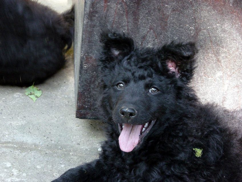 Portret szczenięcia owczarka chorwackiego