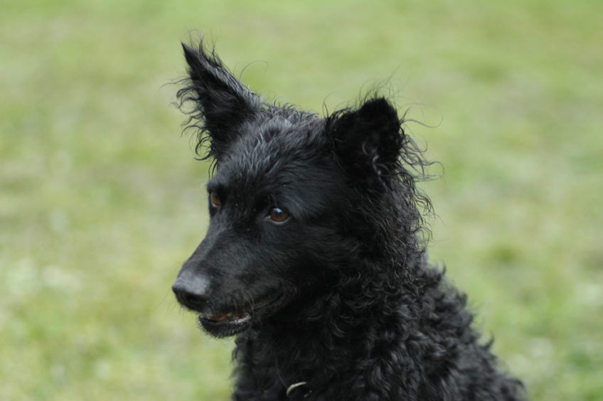 Portret owczarka chorwackiego