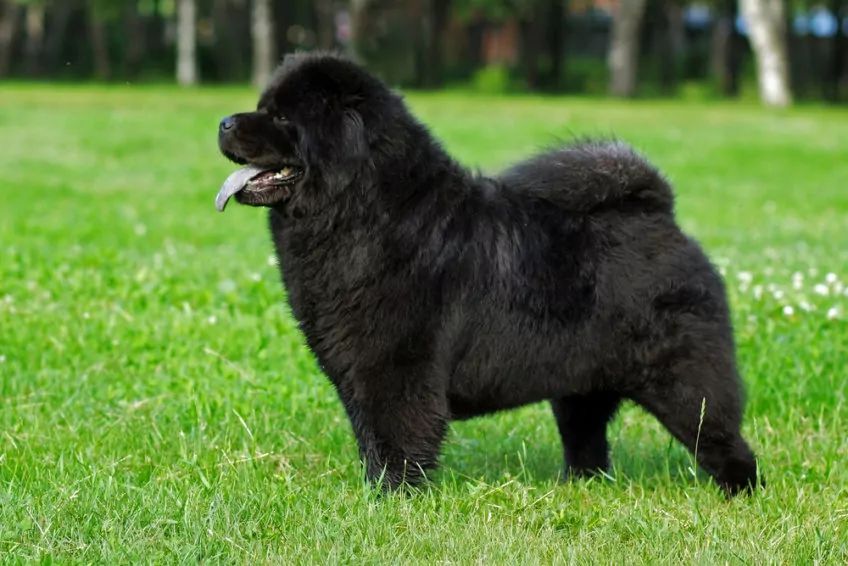 Czarny chow-chow stojący na trawie