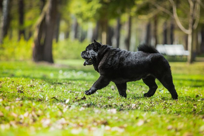 Czarny chow-chow idący po trawie