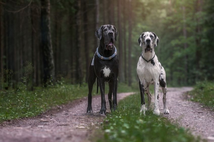 ciekawostki-o-rasie-dog-niemiecki.jpg